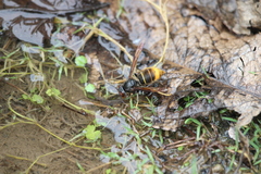 Vespa velutina nigrithorax