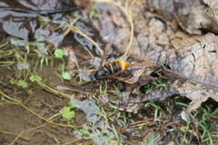 Vespa velutina nigrithorax