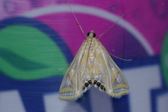 Eoophyla conjunctalis