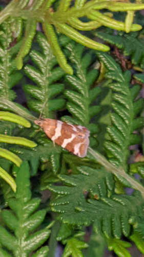 Conchylis subfurcatana