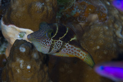 Paraluteres prionurus