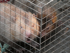 Rhizomys sumatrensis