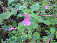 Impatiens textorii