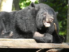 Ursus thibetanus