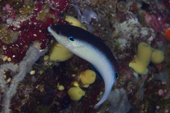 Anampses neoguinaicus