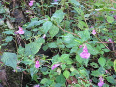 Impatiens textorii