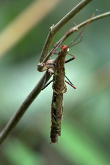 Metriophasma crassus
