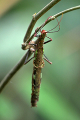 Metriophasma crassus