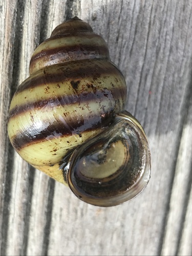 Common River-snail