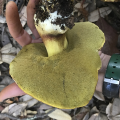 Butyriboletus persolidus