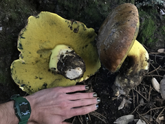 Butyriboletus persolidus