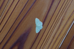Comostola subtiliaria