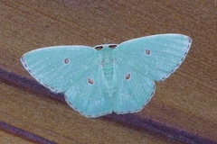 Comostola subtiliaria