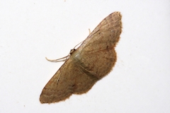 Idaea sakuraii