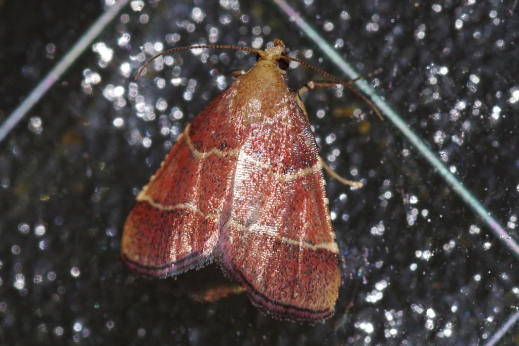 Tegulifera faviusalis