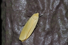 Eilema laevis