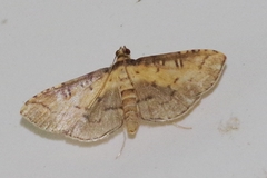 Preneopogon catenalis