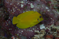 Acanthurus pyroferus