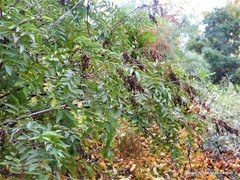 Sorbaria kirilowii