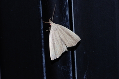 Stenhypena longipennis