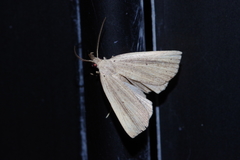 Stenhypena longipennis