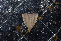 Stenhypena longipennis