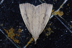 Stenhypena longipennis