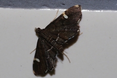 Diathrausta profundalis