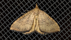 Chrysolarentia insulsata