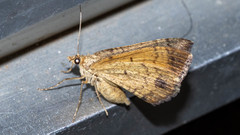 Chrysolarentia insulsata