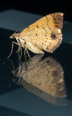 Chrysolarentia insulsata