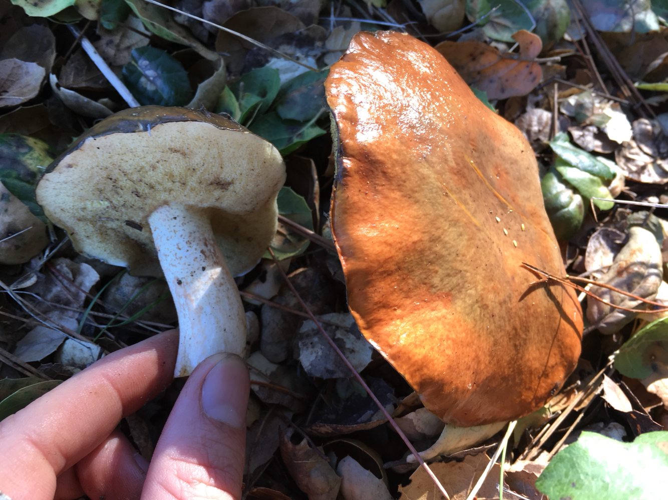Suillus pungens image