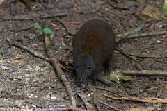 Hypsiprymnodon moschatus