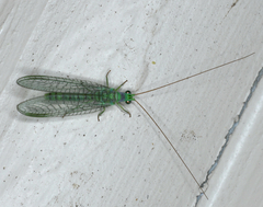 Mallada tripunctatus