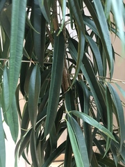 Ficus maclellandii