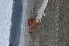 Dendrolimus okinawanus