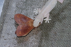 Dendrolimus okinawanus