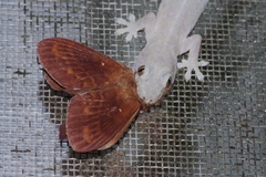 Dendrolimus okinawanus