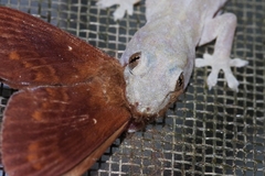 Dendrolimus okinawanus