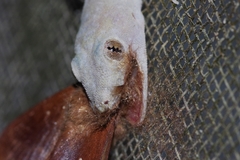 Dendrolimus okinawanus