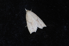 Olulis puncticinctalis