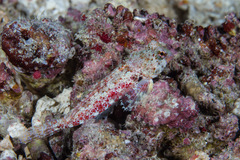 Synchiropus morrisoni