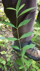 Lonicera dioica