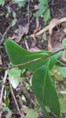 Lonicera dioica