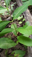 Lonicera dioica