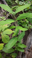 Lonicera dioica