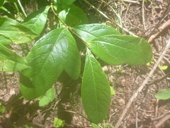 Lonicera dioica
