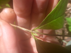 Lonicera dioica