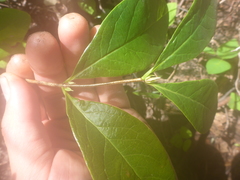 Lonicera dioica