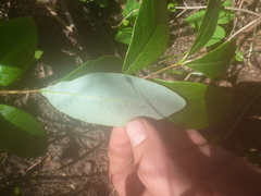 Lonicera dioica